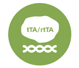 四环素表达调控系统